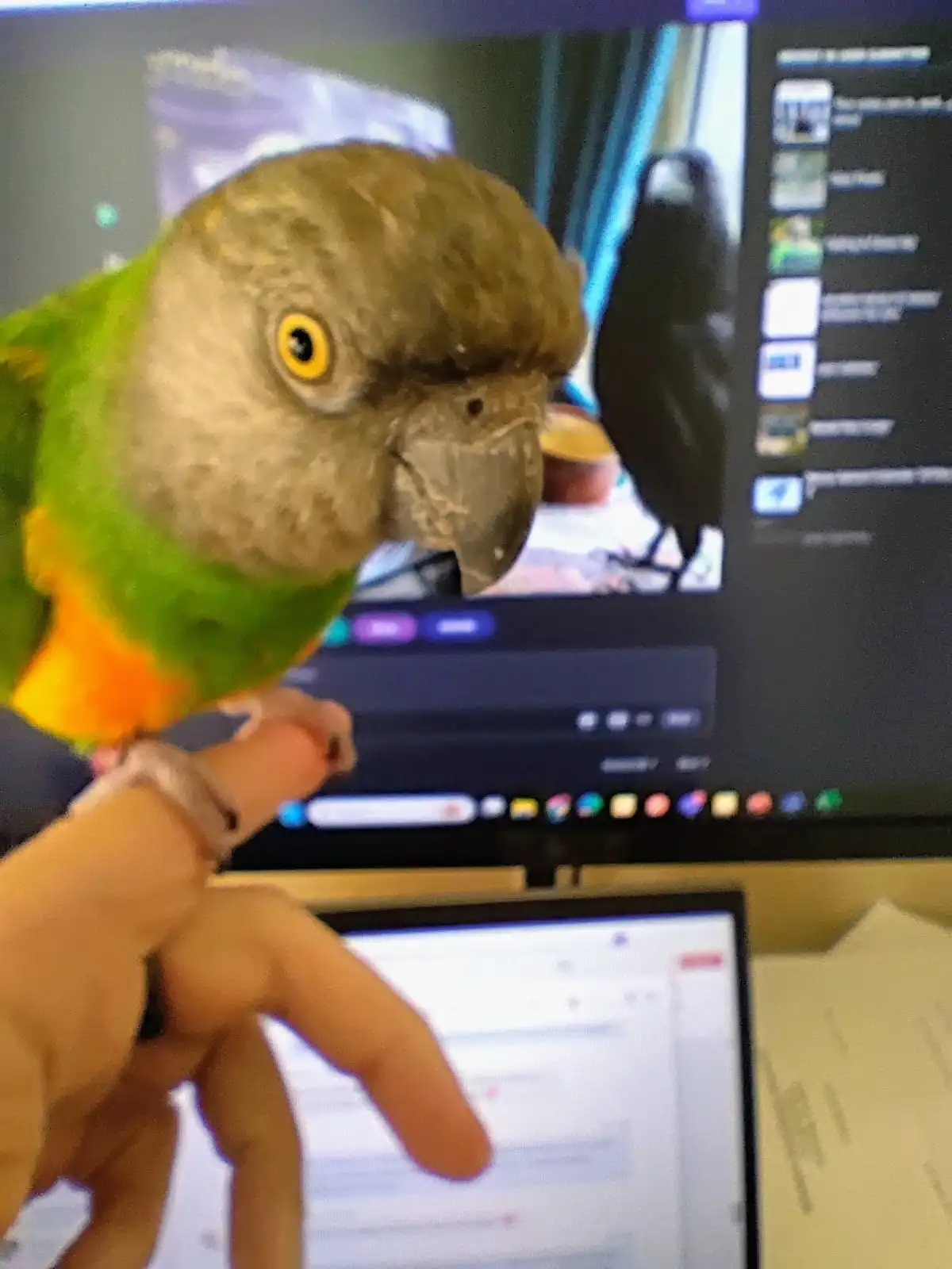 A green and brown parrot with a yellow eye perches on a person's finger, looking directly at the camera with a serious…