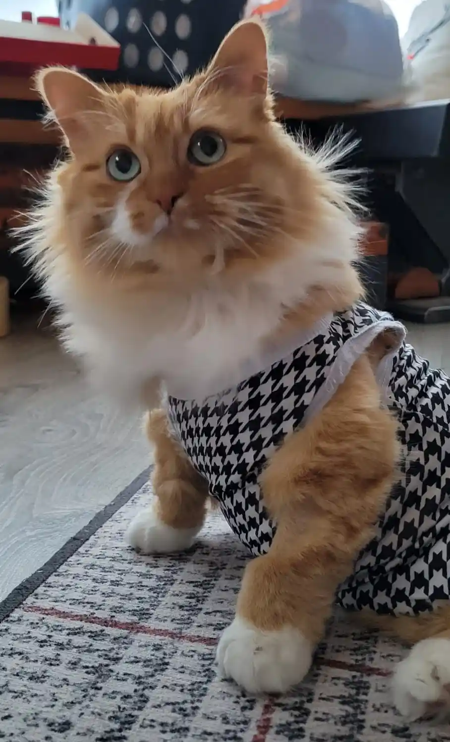 A fluffy orange and white cat with large green eyes is sitting upright on a patterned rug, wearing a black-and-white…