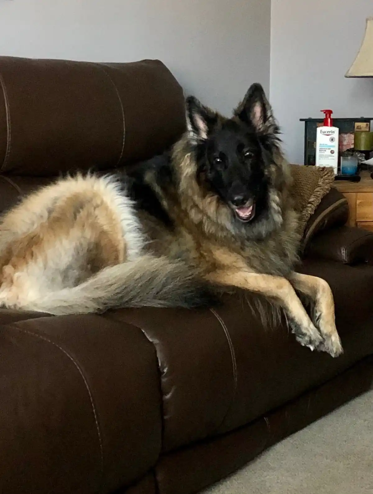 A fluffy German Shepherd dog with black and tan fur is lounging comfortably on a brown leather couch, looking directly at…