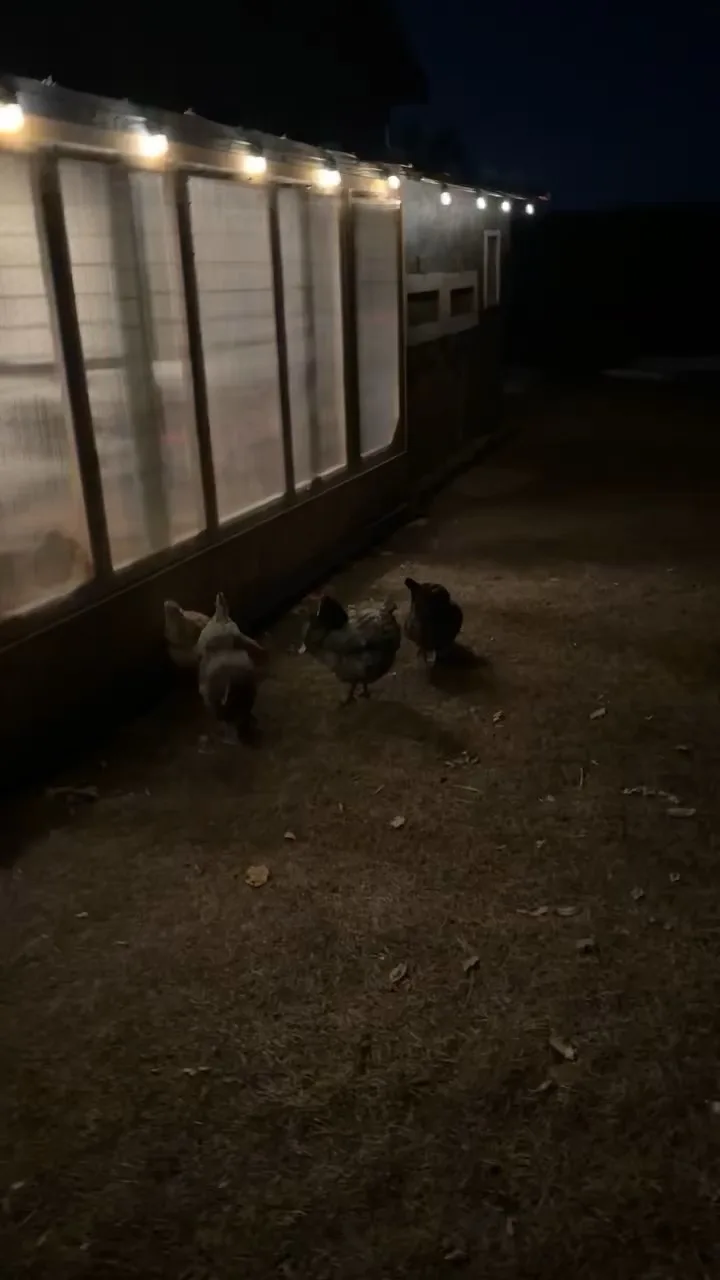 Three chickens are seen running away from a lit chicken coop at night, moving quickly across a dirt yard. The coop has…