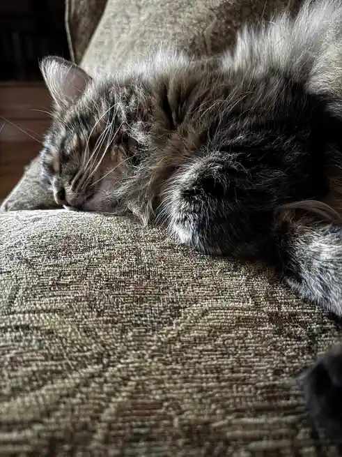 A fluffy, long-haired tabby cat is curled up and sleeping soundly on a textured, patterned couch cushion. Its eyes are…