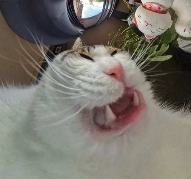 A close-up photo of a white cat with brown tabby markings yawning widely, showing its teeth and pink tongue. The cat's eyes…
