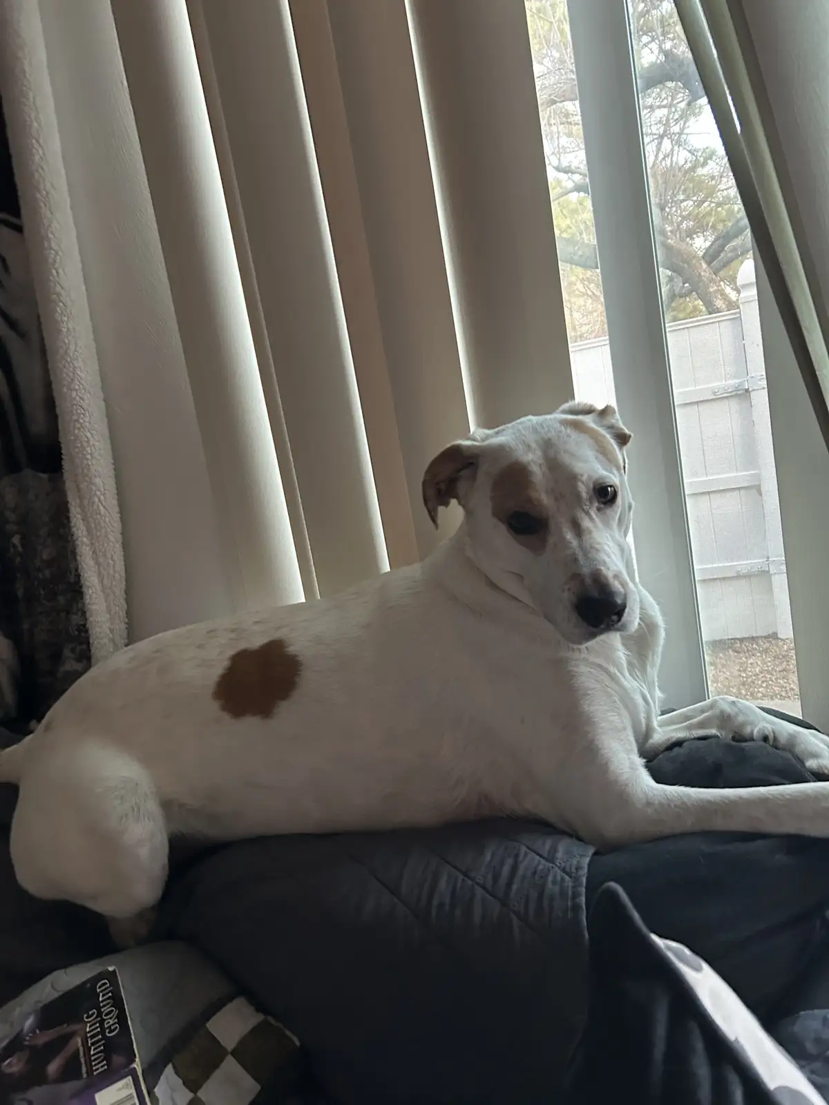 A white dog with brown spots lounges on a dark blanket near a window with vertical blinds, looking directly at the camera…