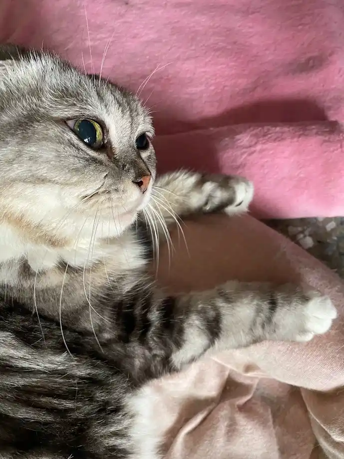 A close-up of a gray tabby cat lying on pink fabric, looking upward with wide, slightly unimpressed eyes and paws extended…