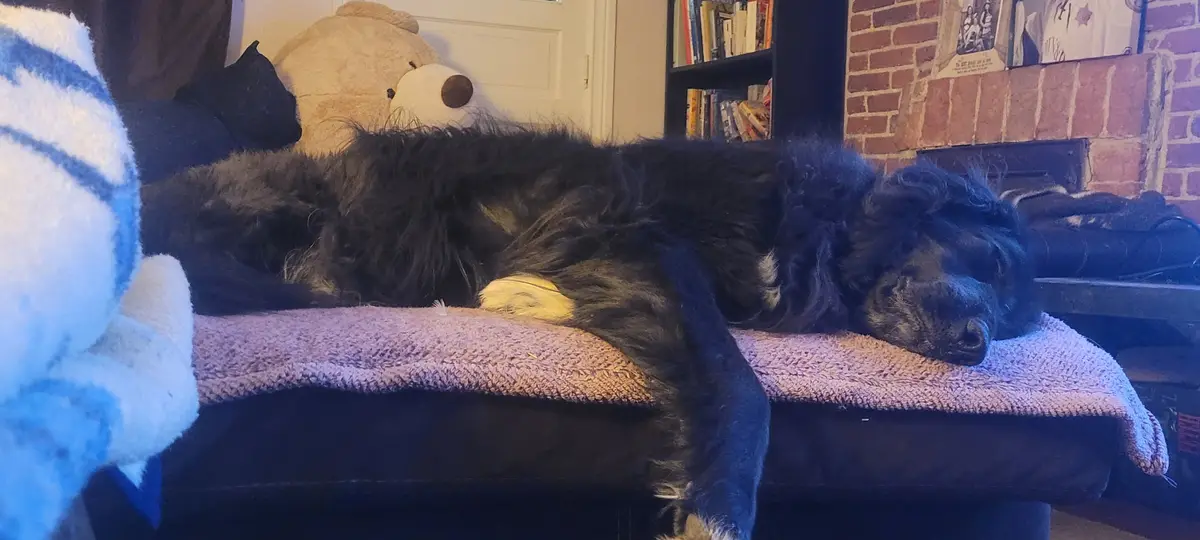 A large, fluffy black dog with a white patch on its paw is sleeping soundly on a purple towel-covered dog bed. In the…