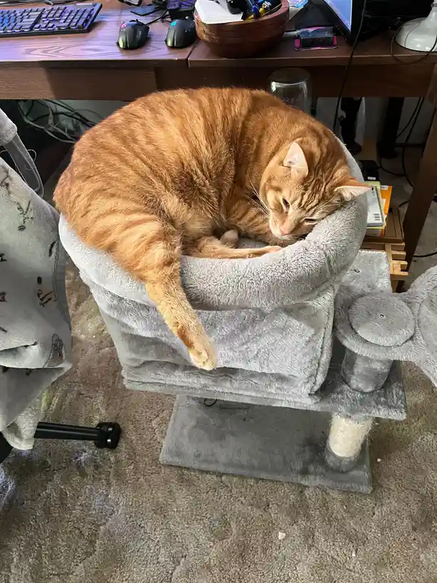 An orange tabby cat is curled up and sleeping inside a grey, plush cat tree bed, with one paw dangling over the edge. The…