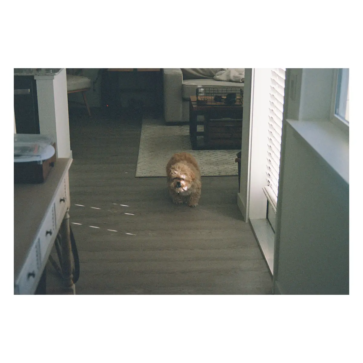 A small, fluffy, light-brown dog with a shaggy face walks toward the camera down a hallway with hardwood floors, past a…