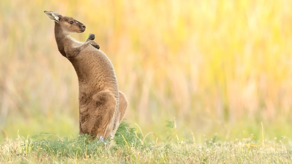 A young western grey kangaroo assumes a boxing stance or scratches its belly, a common behavior among males who transition…