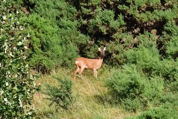 A Majestic Deer Spotted in Holyrood Park