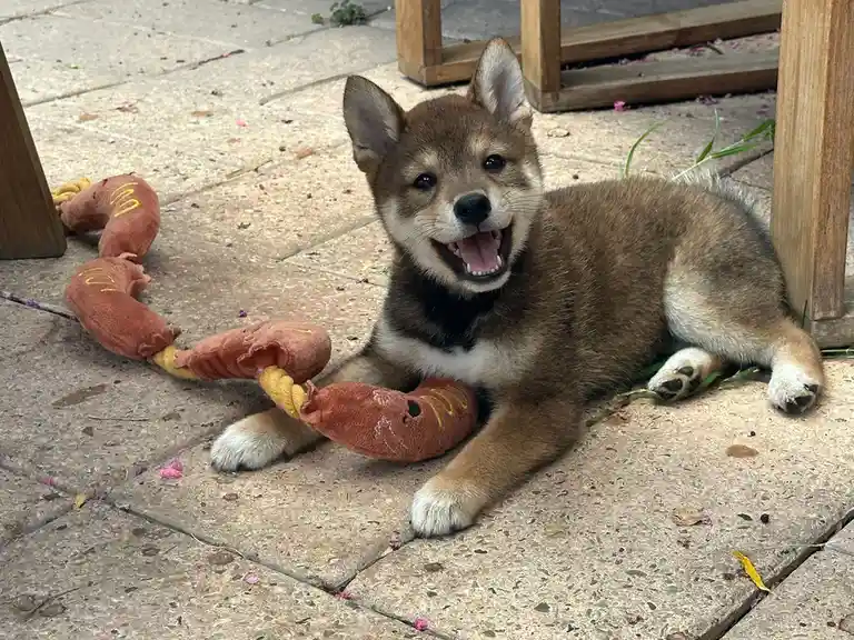 Meet our adorable Shiba Inu puppy, Kastu!