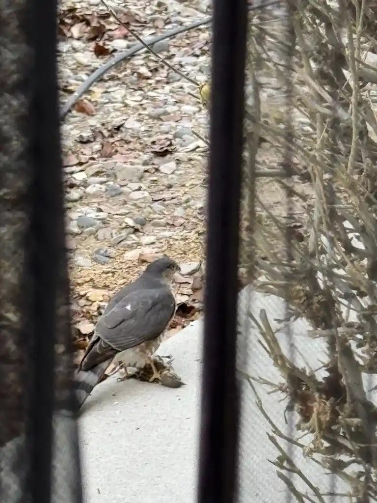 A small bird of prey, likely a hawk or falcon, is seen perched on a concrete ledge outdoors, viewed through vertical black…