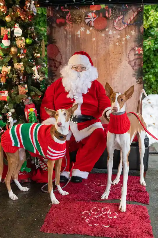 A person dressed as Santa Claus sits on a red rug with two slender, brown-and-white dogs wearing festive sweaters. One dog…
