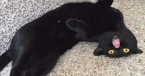a black cat lying on its back on a beige carpet, tongue out, eyes wide open, with the text 'i'm not lazy, i'm in…