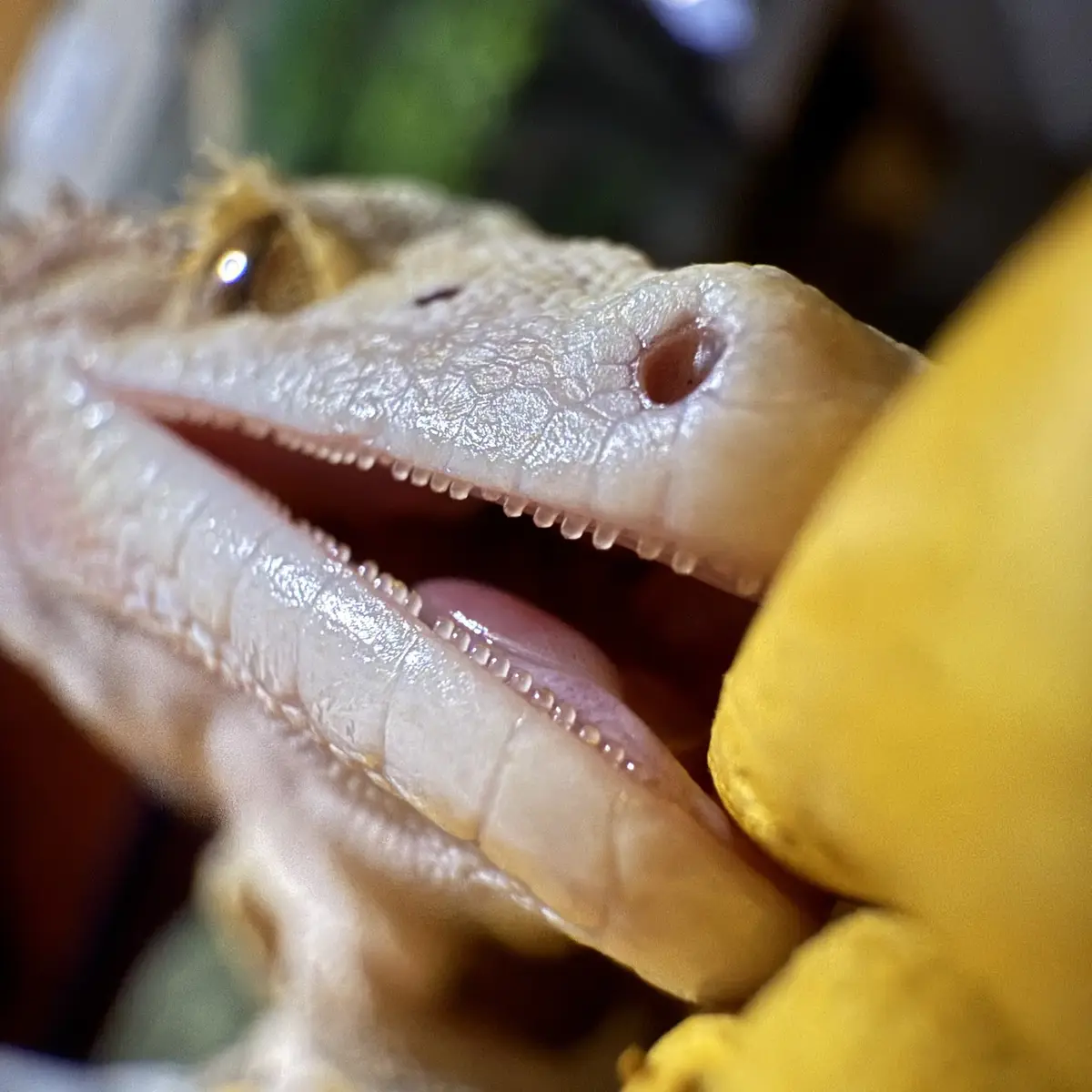 Meet Pocket: My Adorable Crested Gecko and His Love Bites