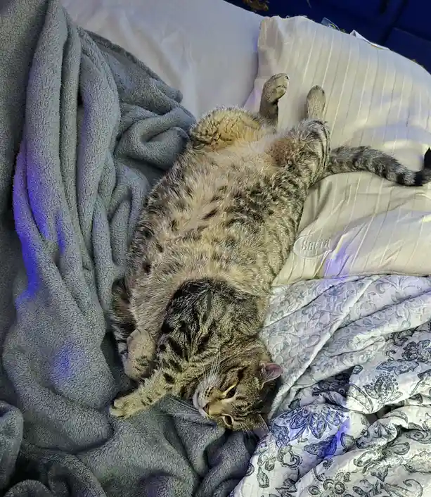 A tabby cat lies on its back on a bed, belly exposed, paws in the air, looking relaxed and slightly dazed. It rests on a…