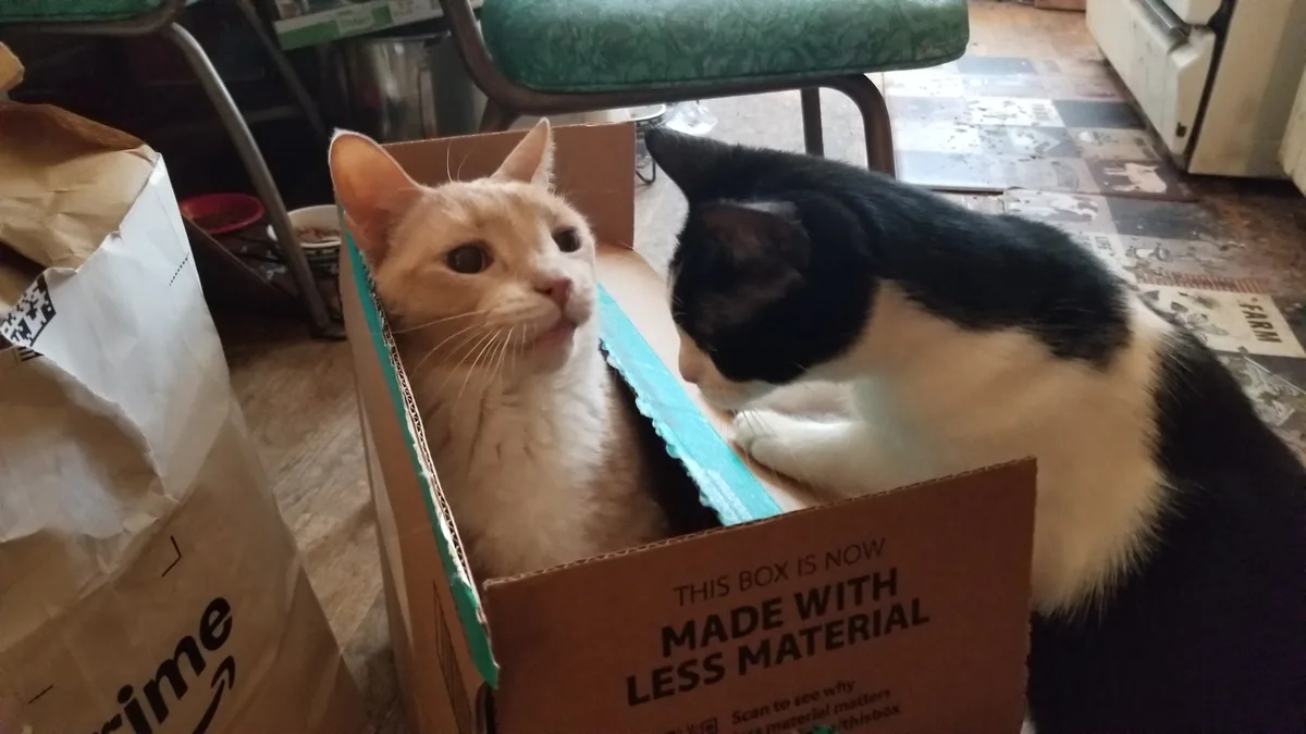 Two cats are in a cardboard box; one orange cat looks surprised while a black-and-white cat leans in. The box has text…