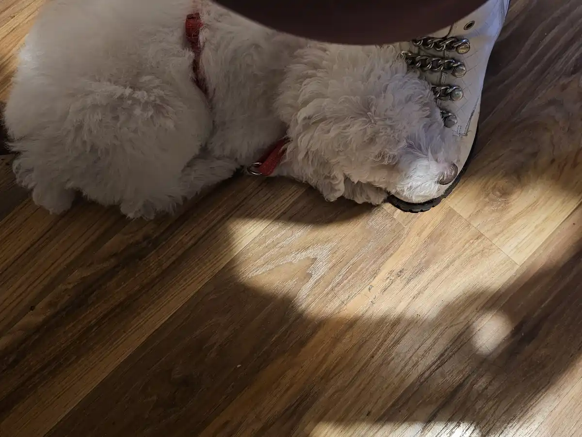 A small, fluffy white dog with a red leash is curled up on a wooden floor, its head resting against a person's white boot…