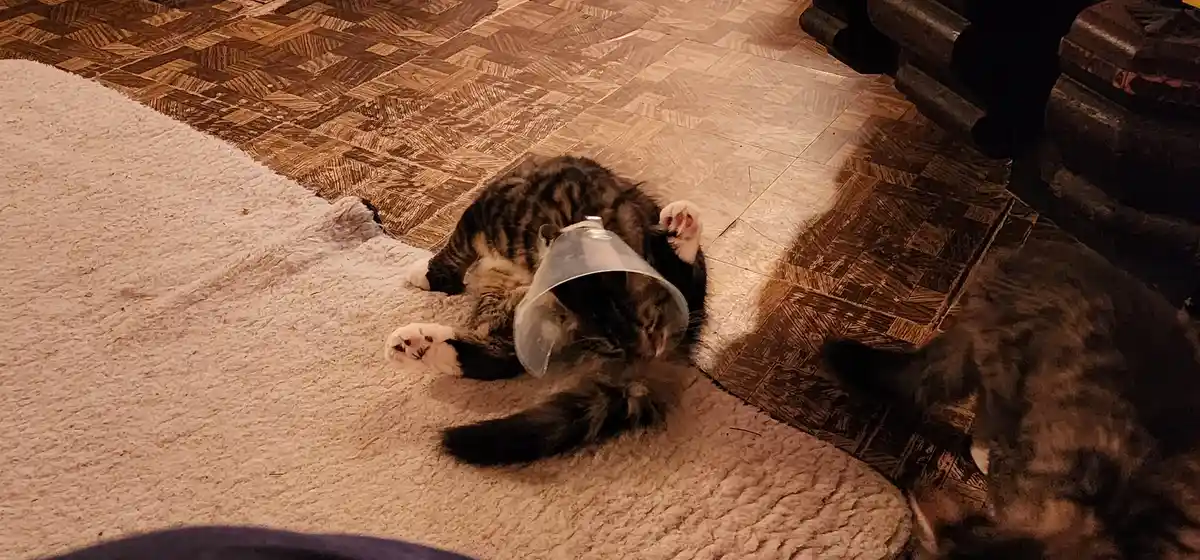 A tabby cat with white paws lies on its back on a fluffy rug, wearing a clear plastic cone collar, appearing relaxed and…