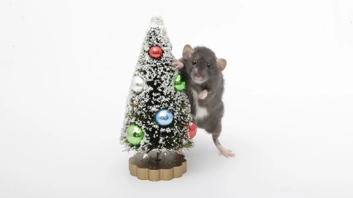 A small gray rat with a white chest stands upright next to a miniature, snow-dusted Christmas tree decorated with red…