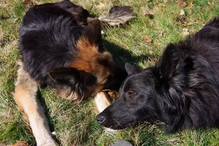Two dogs, one black and one black-and-tan, are lying on grass with leaves, appearing relaxed. The tan dog is nuzzling the…