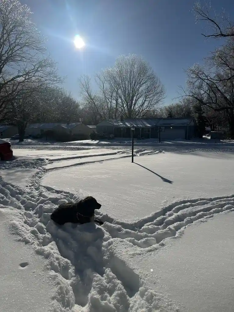 A black dog lies in the snow in a residential yard, surrounded by deep tracks, under a bright sun with clear blue sky and…