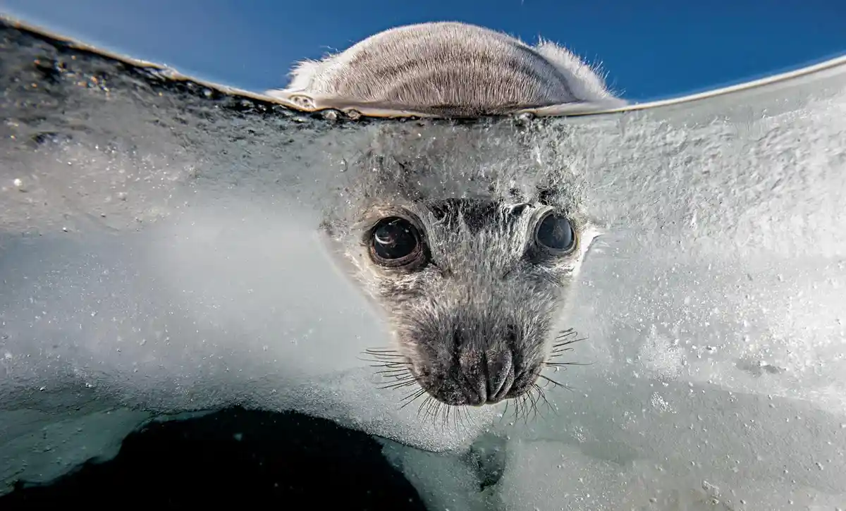 A close-up photo shows a seal pup's face peeking through a layer of ice, with its eyes and nose visible underwater and its…