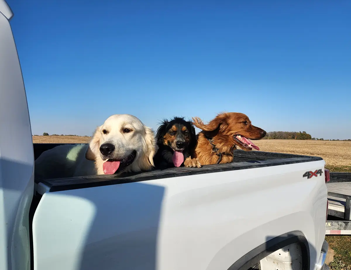 Three dogs — a golden retriever, a black and tan dachshund, and a red dog — are sitting in the bed of a white pickup truck…