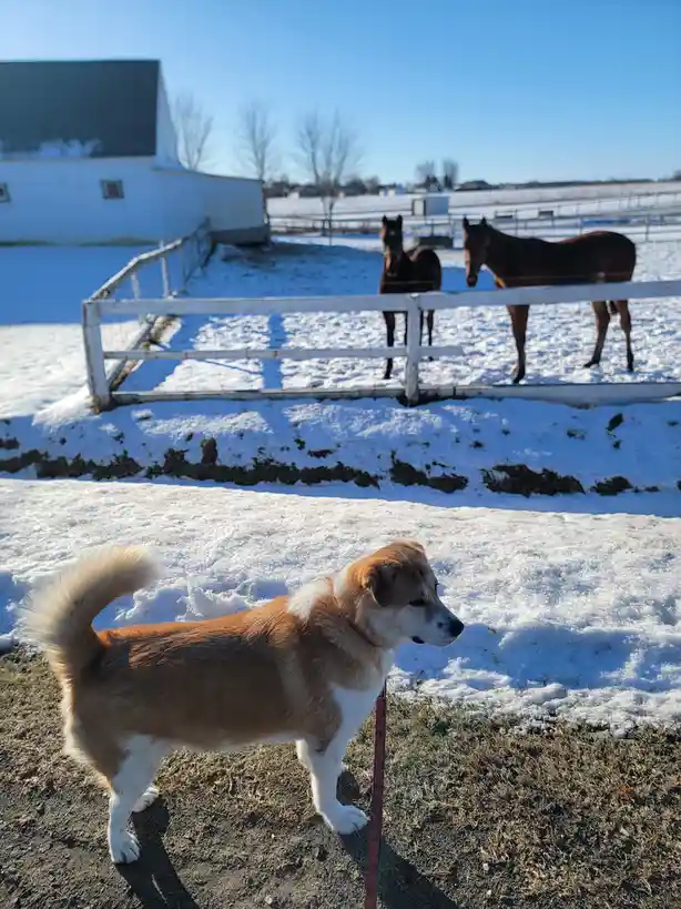 A brown and white dog stands in a snowy yard, looking toward two horses behind a white fence. The horses are also looking…