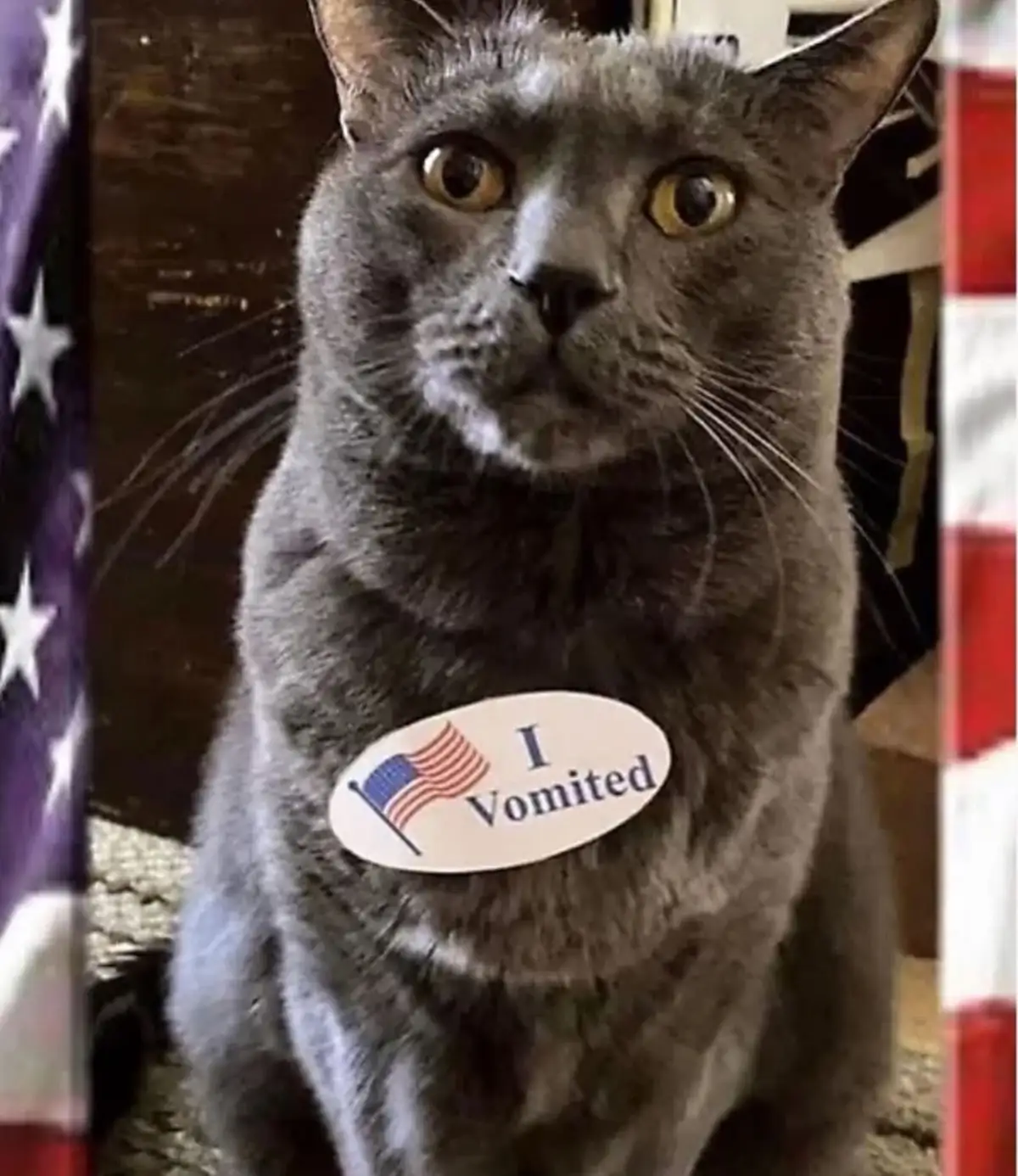A gray cat with wide, startled eyes sits between American flag-patterned curtains, wearing a sticker on its chest that reads…