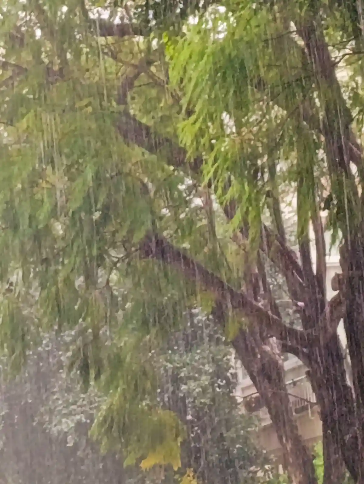 A blurry outdoor photo shows a large tree with green foliage and dark branches, with rain streaks visible across the image…