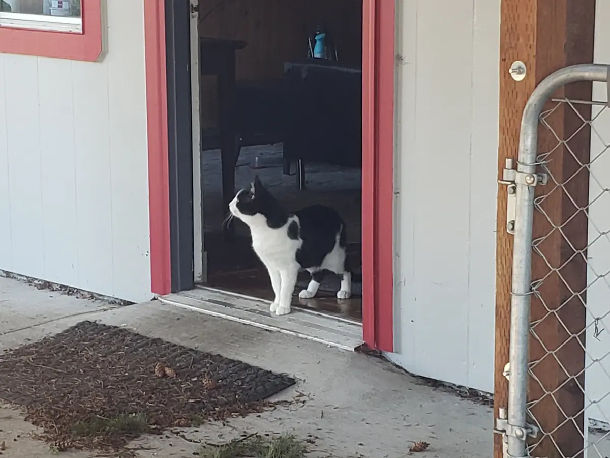 A black and white cat stands in the doorway of a building with red trim, looking upward with a calm expression. The doorway…