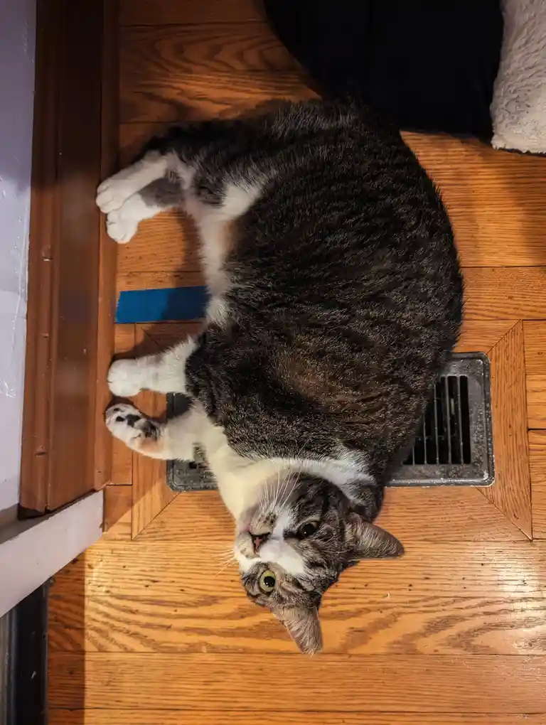 A gray and white tabby cat lies on its back on a wooden floor, looking up at the camera with wide eyes. Its paws are splayed…