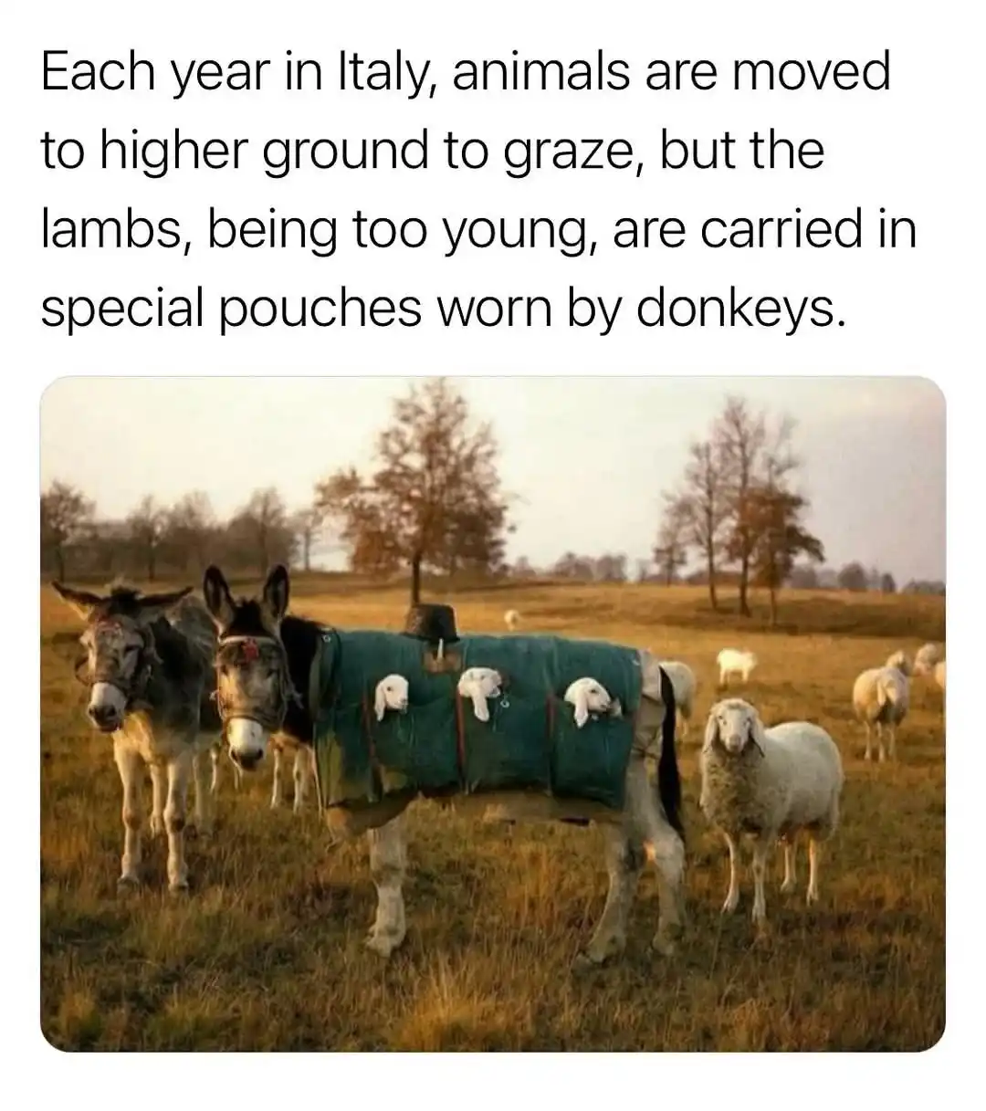 The image shows two donkeys standing in a grassy field with trees in the background. One donkey wears a green saddle blanket…