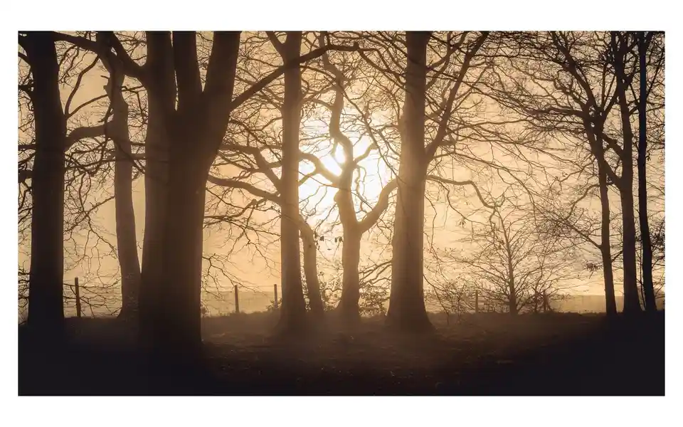 A serene, misty forest scene at sunrise or sunset, with bare trees silhouetted against a warm, glowing sky. The sun shines…