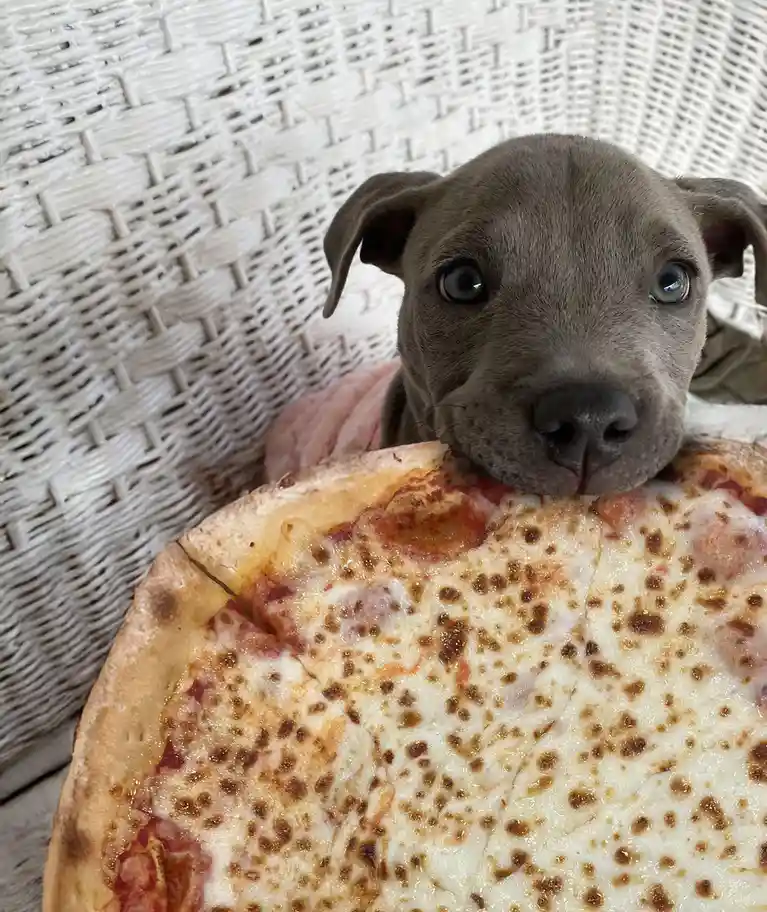 The average way a dog holds a pizza from Papa John's