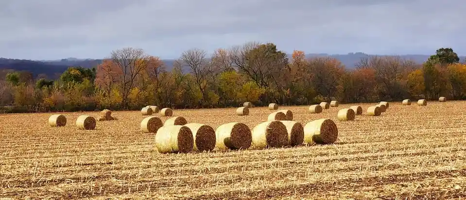A wide shot of a harvested field with numerous round hay bales scattered across the dry, stubbled ground. In the background…