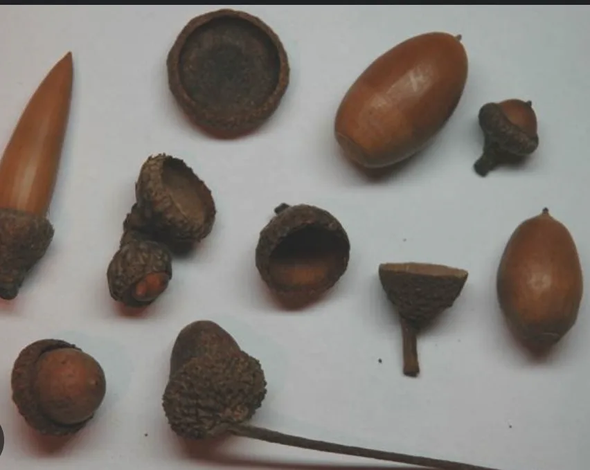 A flat-lay photograph shows various acorns and acorn caps scattered on a plain white surface, including whole acorns, empty…