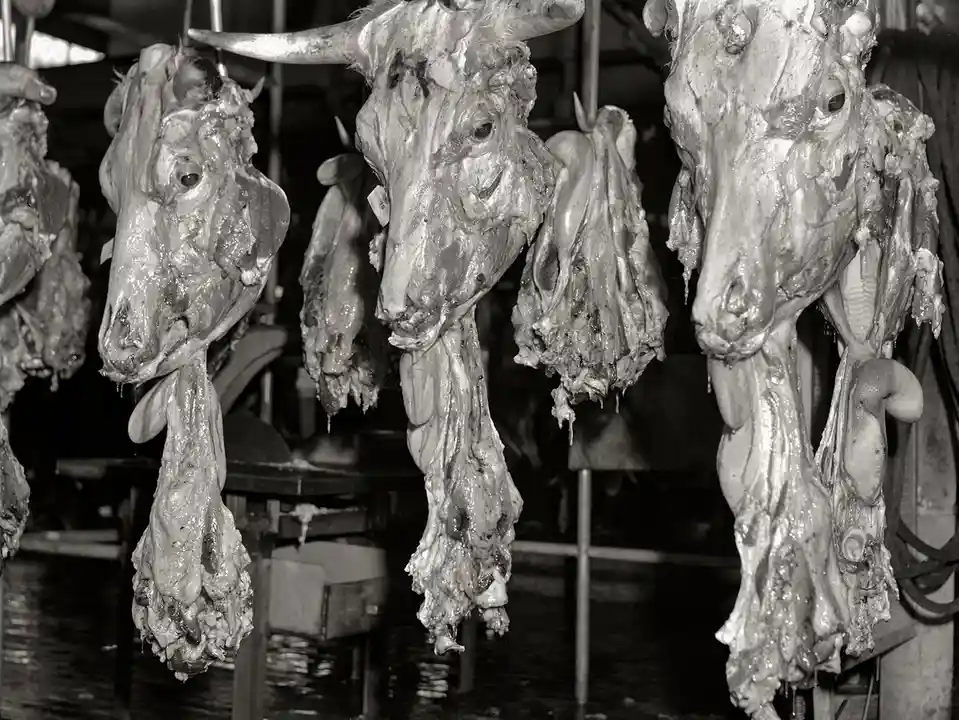 A black-and-white photo shows several butchered cow heads hanging by hooks in a slaughterhouse, their eyes open and tongues…