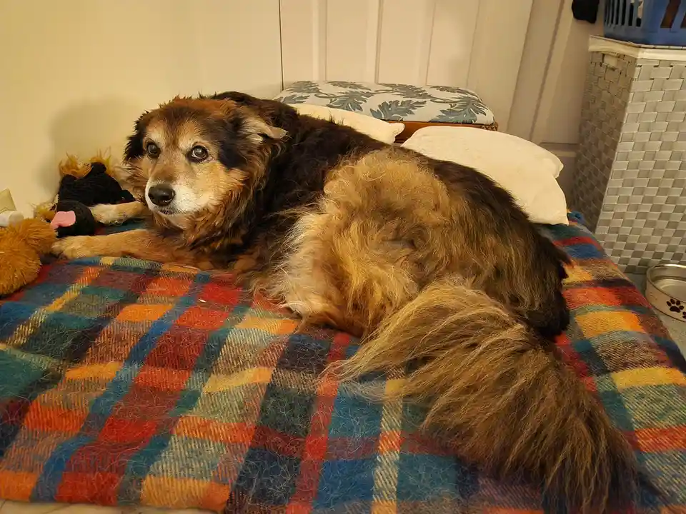 A long-haired, brown and black dog with a weary expression lies on a colorful plaid blanket on a bed, surrounded by pillows…