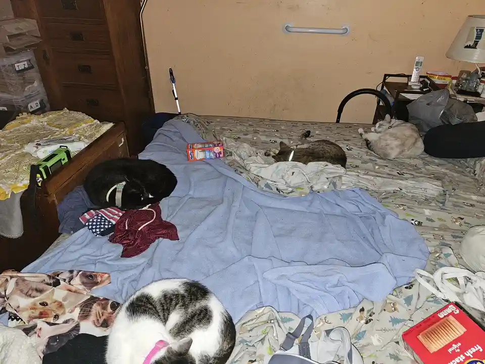 A messy bedroom bed is covered in blankets, clothes, and boxes, with four cats sleeping in various positions. One black cat…