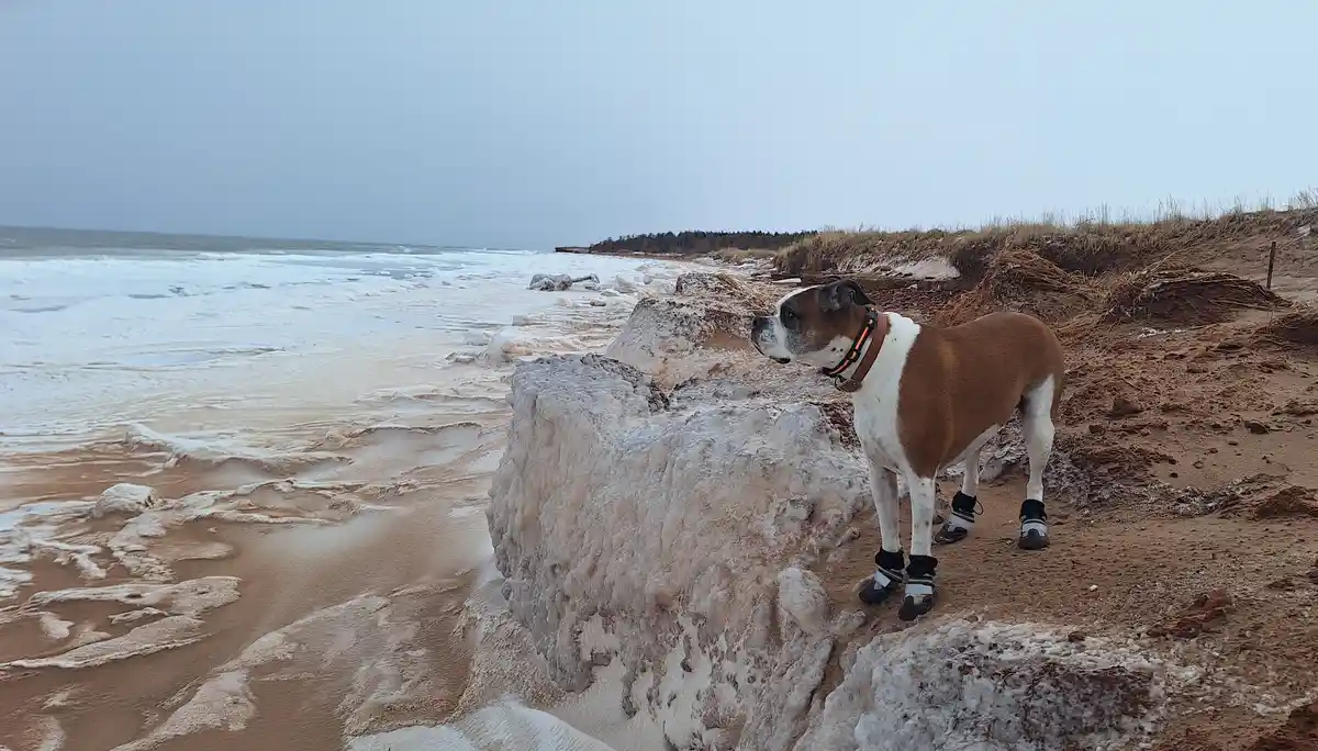 A brown and white boxer dog wearing black and white protective boots stands on a snowy, icy beach next to a large ice…