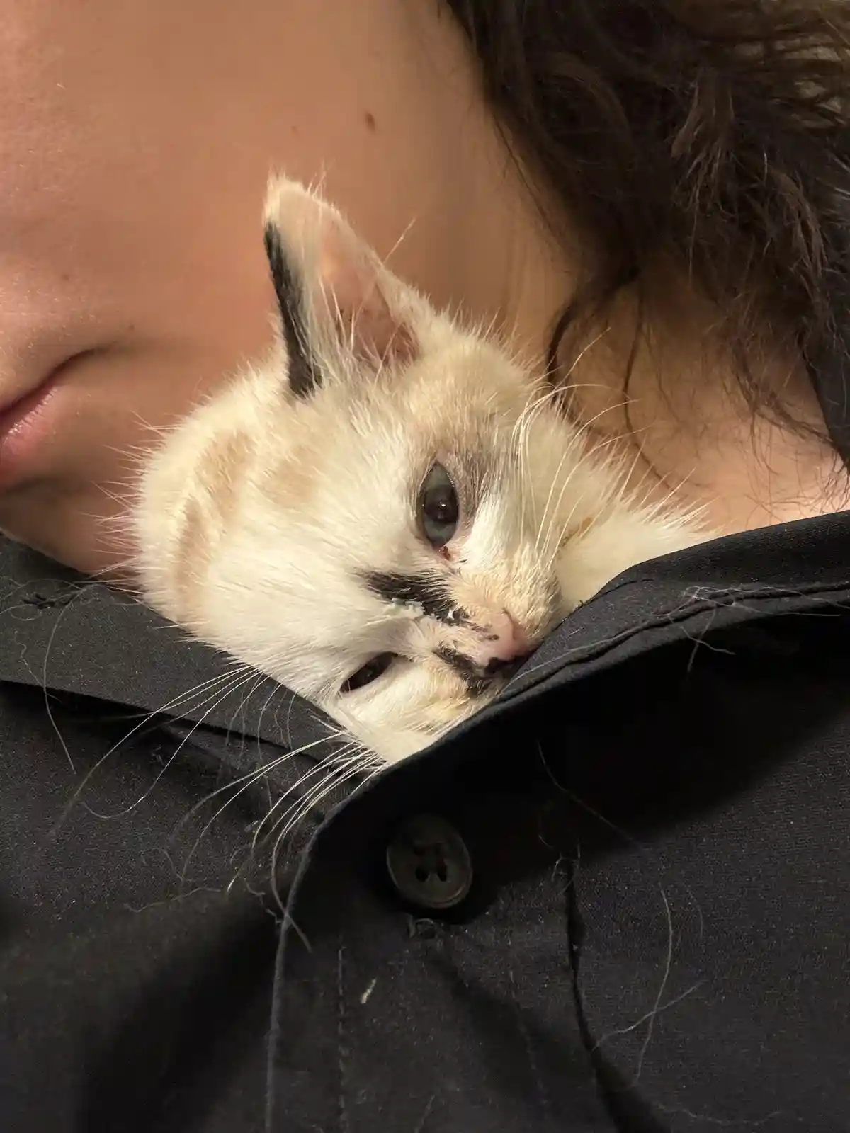 A close-up photo shows a small, fluffy cream-colored kitten with black markings around its eyes and ears, nestled in the…
