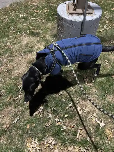 A black dog wearing a blue puffer vest and harness is sniffing grass with scattered dry leaves, attached to a…