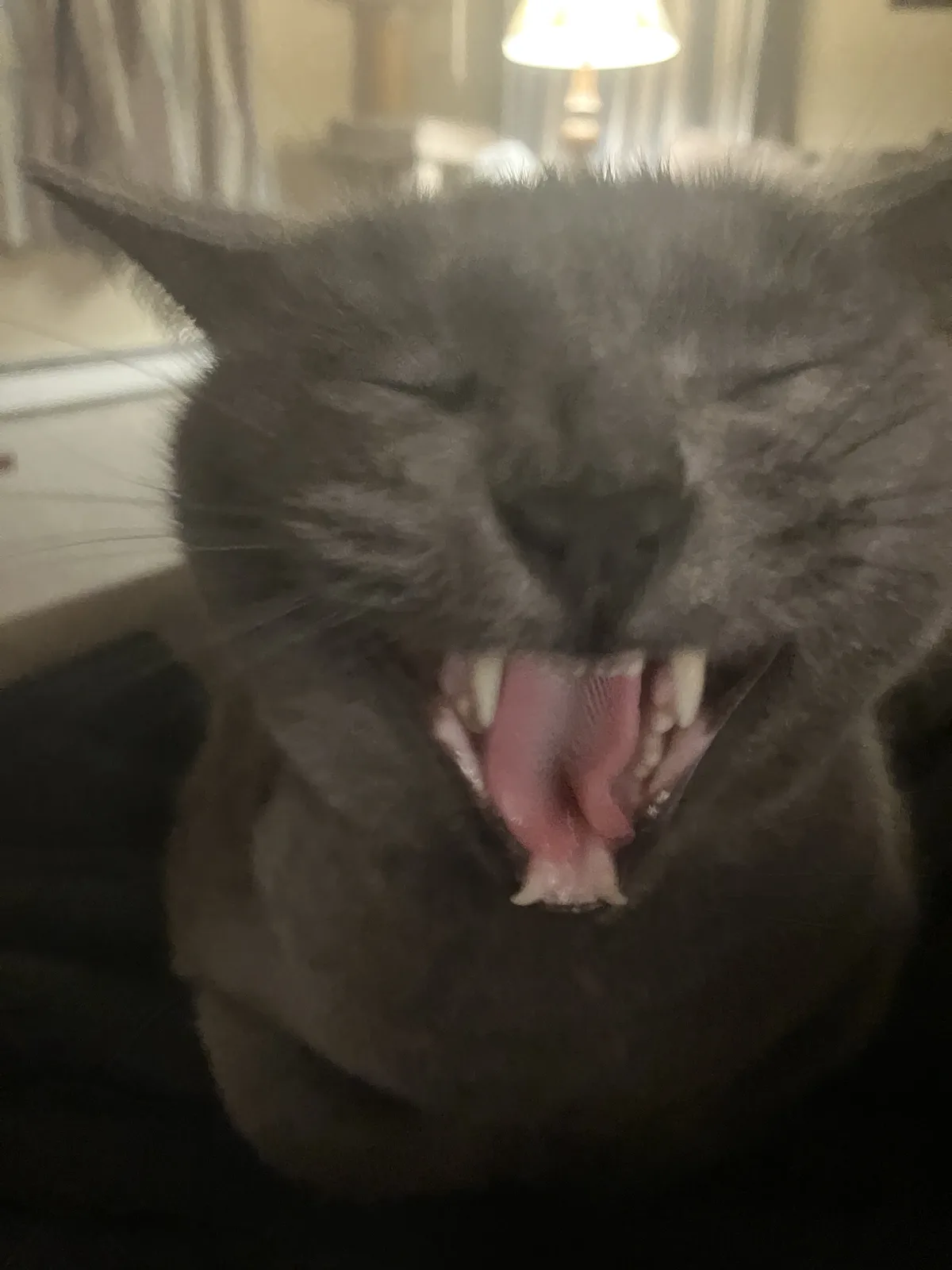 A close-up photo of a gray cat yawning widely, showing its pink tongue and teeth, with its eyes closed and ears perked. The…