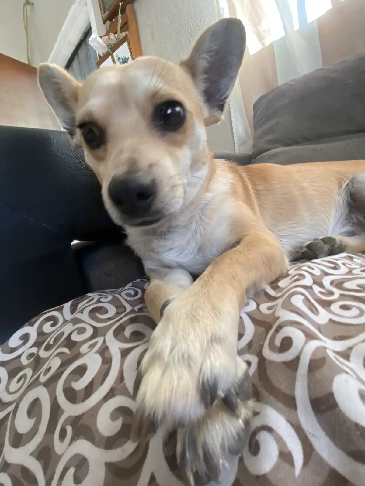 A small tan and white dog with large dark eyes lies on a patterned brown and white couch cushion, looking directly at the…