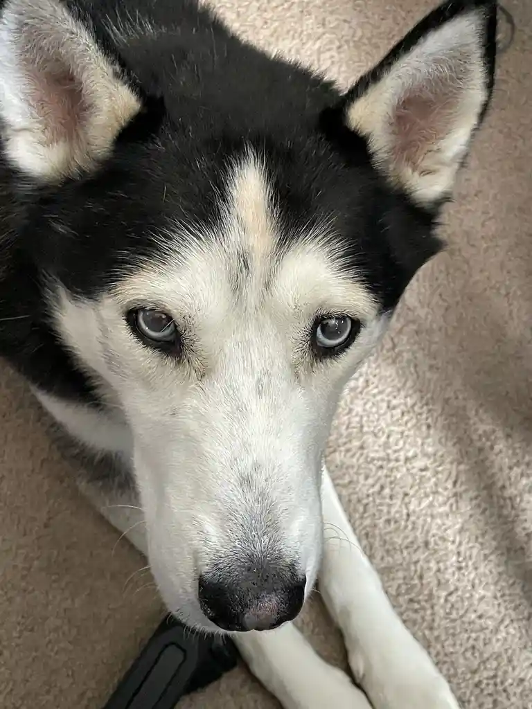 A close-up photo of a black and white husky dog with striking blue eyes looking directly at the camera, lying on a beige…