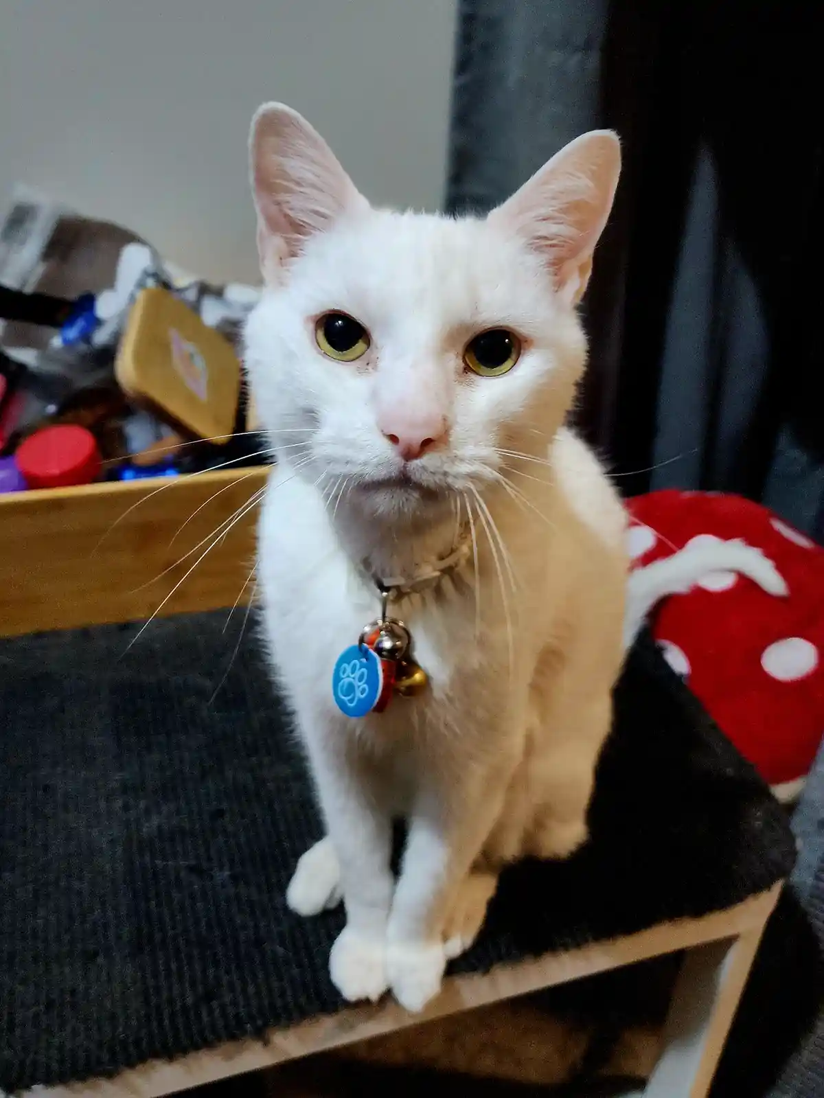 A white cat with green eyes sits upright on a dark gray cushioned surface, wearing a collar with a blue tag and small bells…