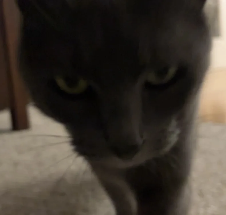 A blurry, close-up photo of a dark gray cat staring intensely at the camera with narrowed yellow eyes, its face filling most…