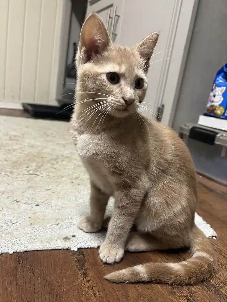 A light brown kitten with wide, expressive eyes sits upright on a white rug over a wooden floor, looking slightly off-camera…
