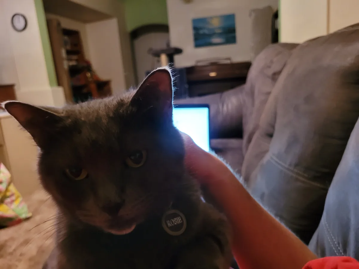 A close-up photo of a gray cat named Rosie, wearing a collar with her name tag, being petted by a person while sitting on a…